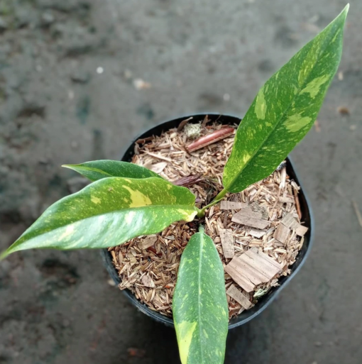 Philodendron Ring of Fire variegated