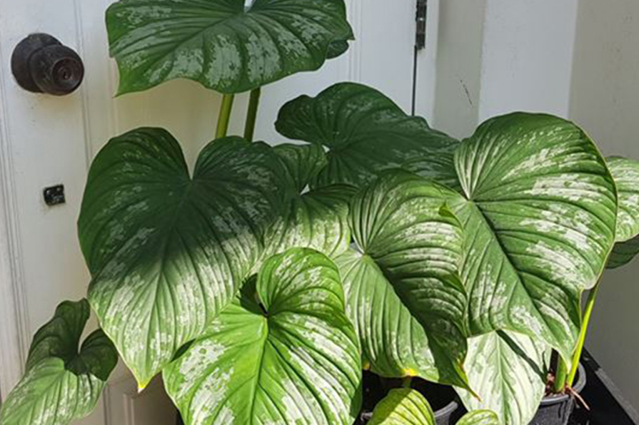 Philodendron Mamei 