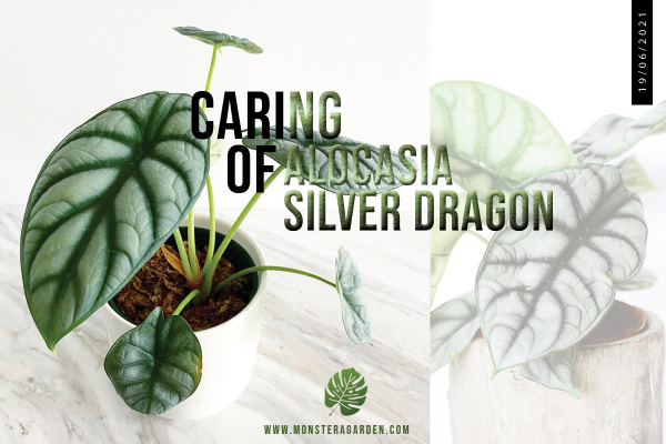 alocasia-silver-dragon