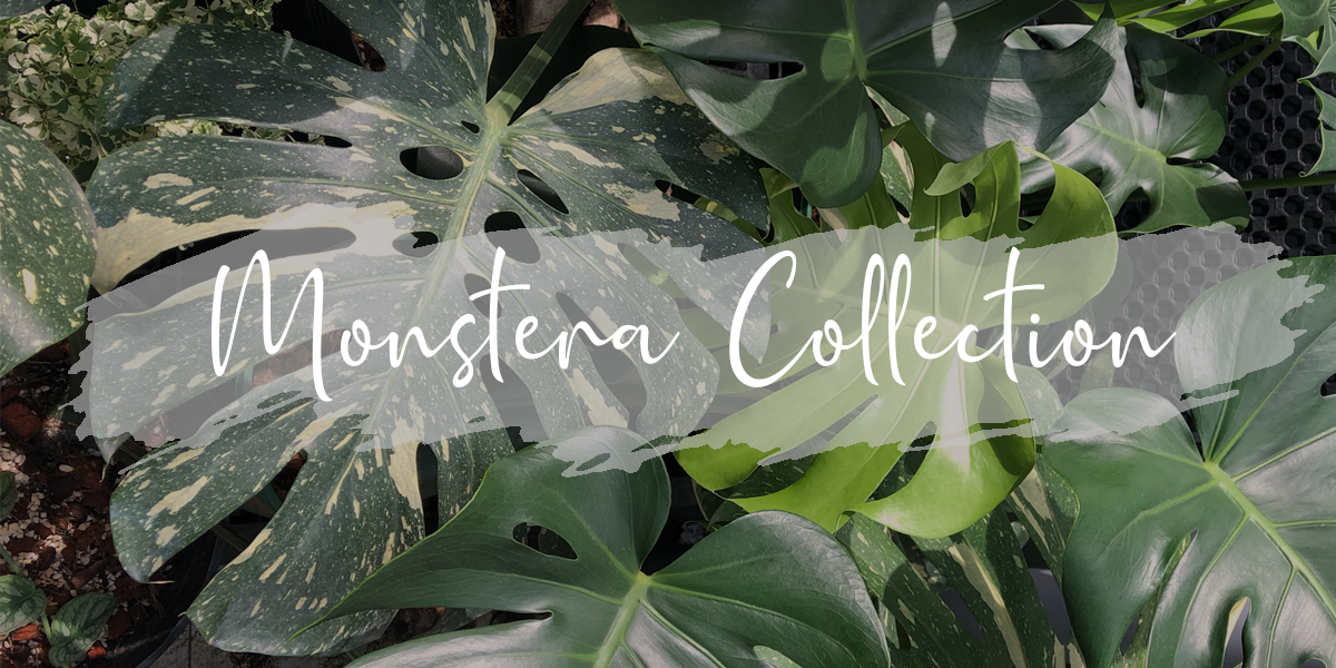 monstera collection