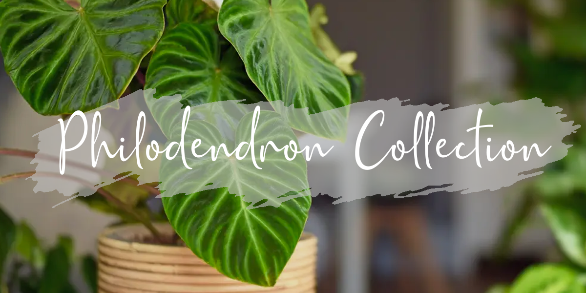 philodendron collection