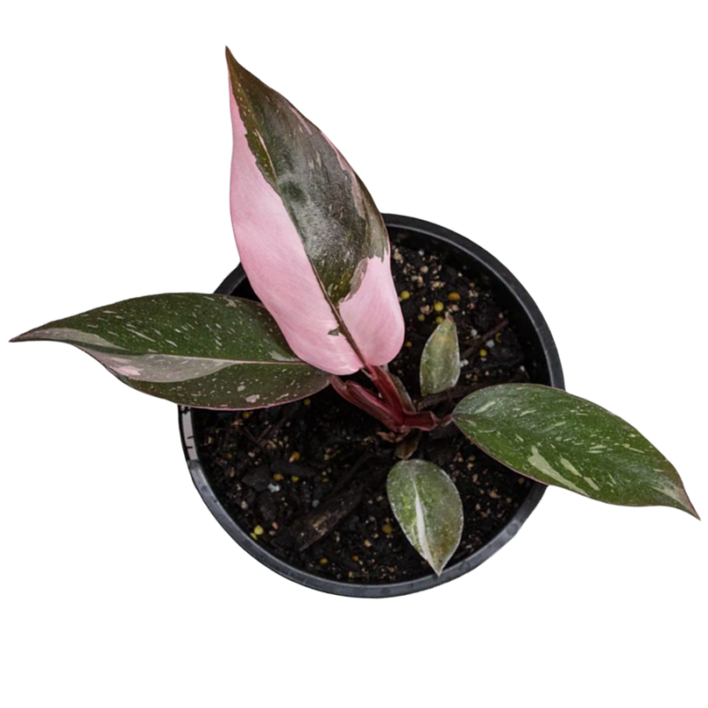 philodendron pink princess
